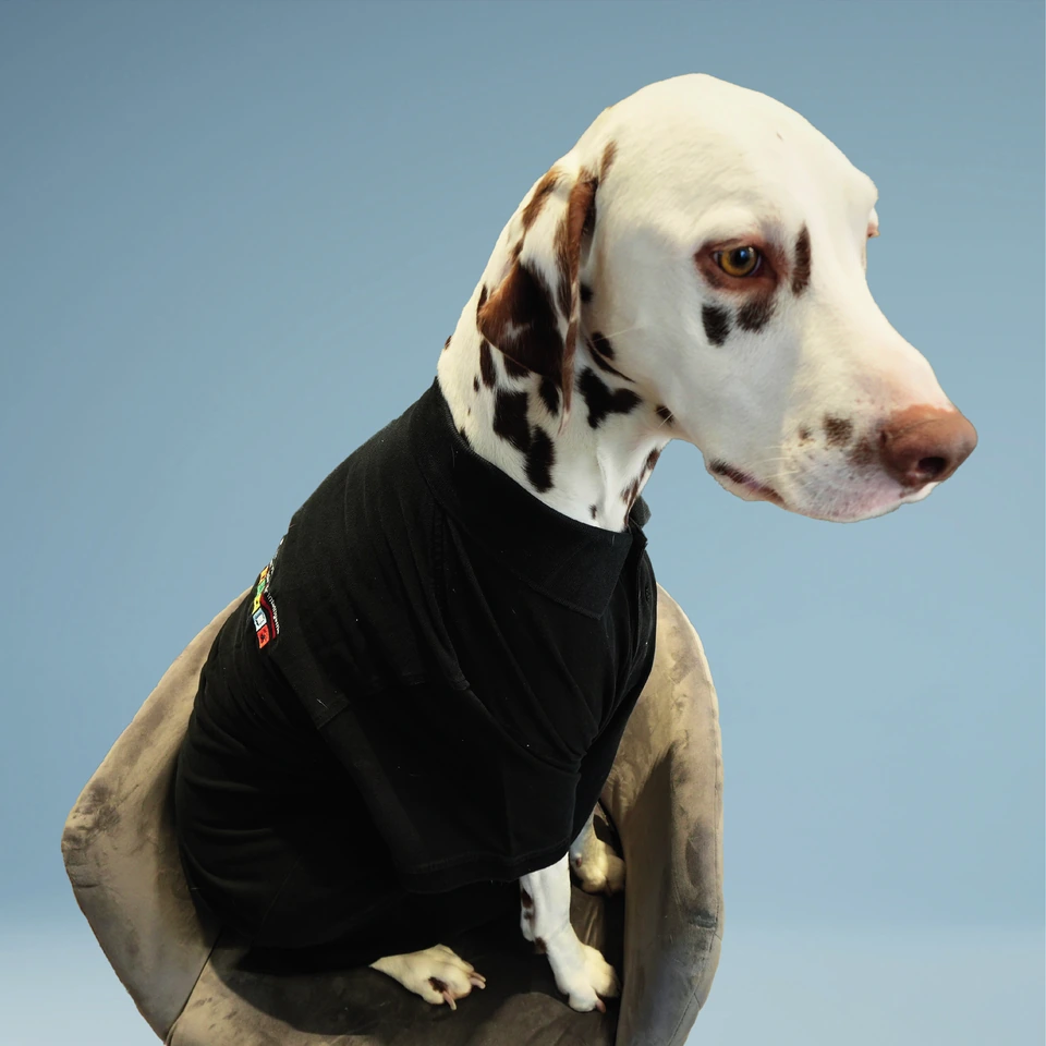 Maui, der Hund im Team von Elektro Kembügler